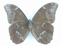 Imagem de Morpho menelaus Linnaeus 1758