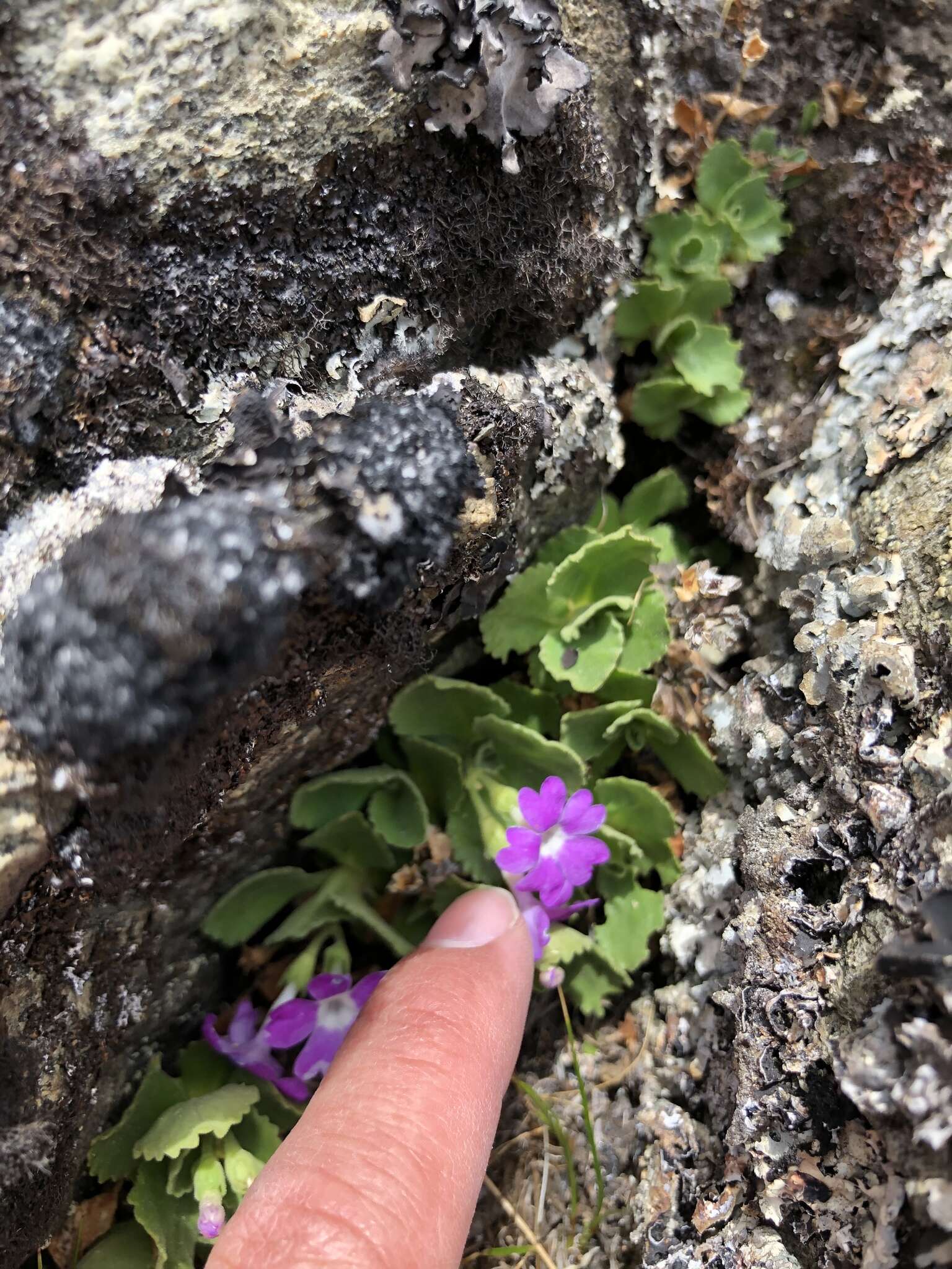 Image of Primula hirsuta All.