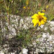 Image of Tagetes linifolia Seaton