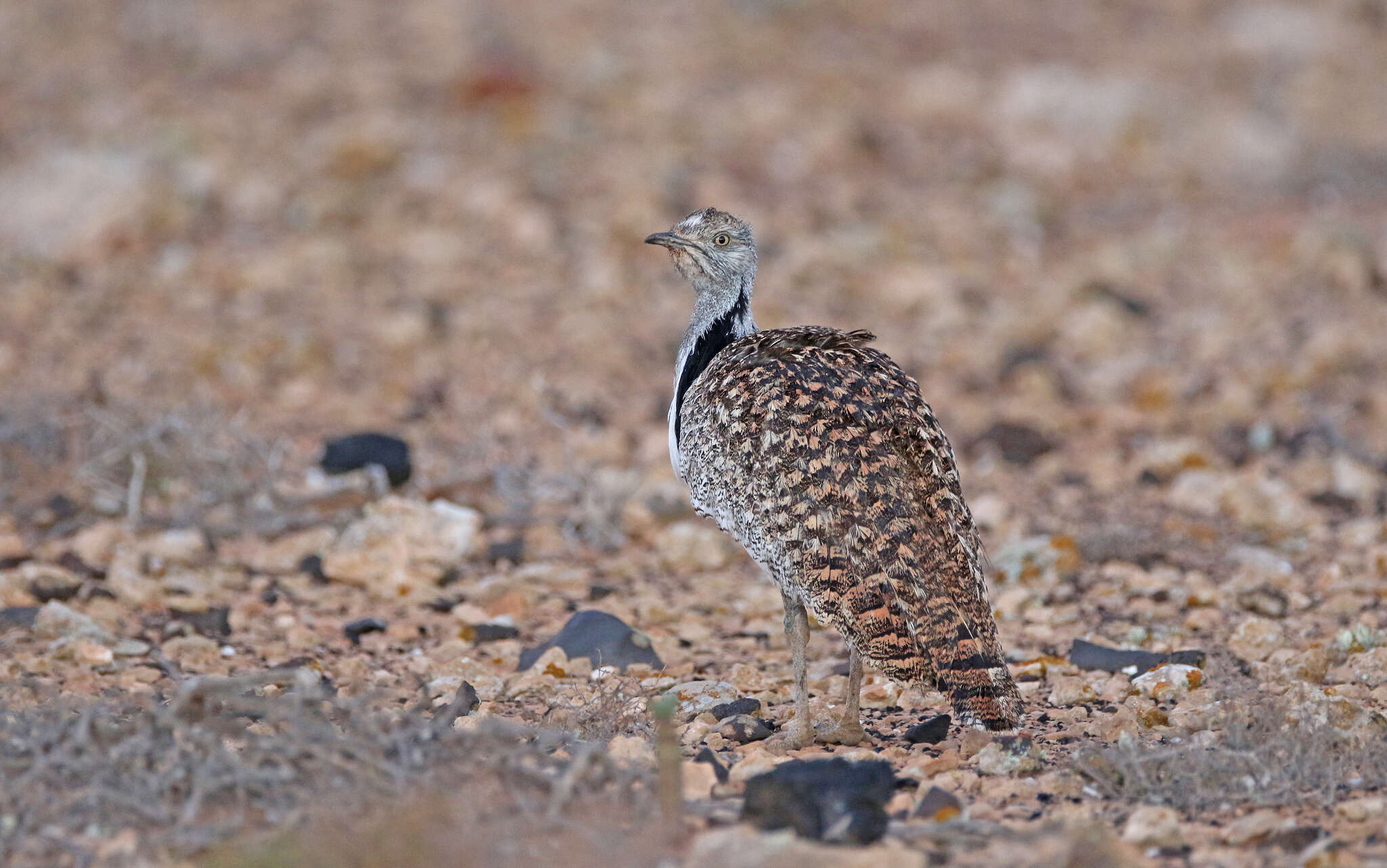 Image of Chlamydotis undulata fuertaventurae (Rothschild & Hartert 1894)