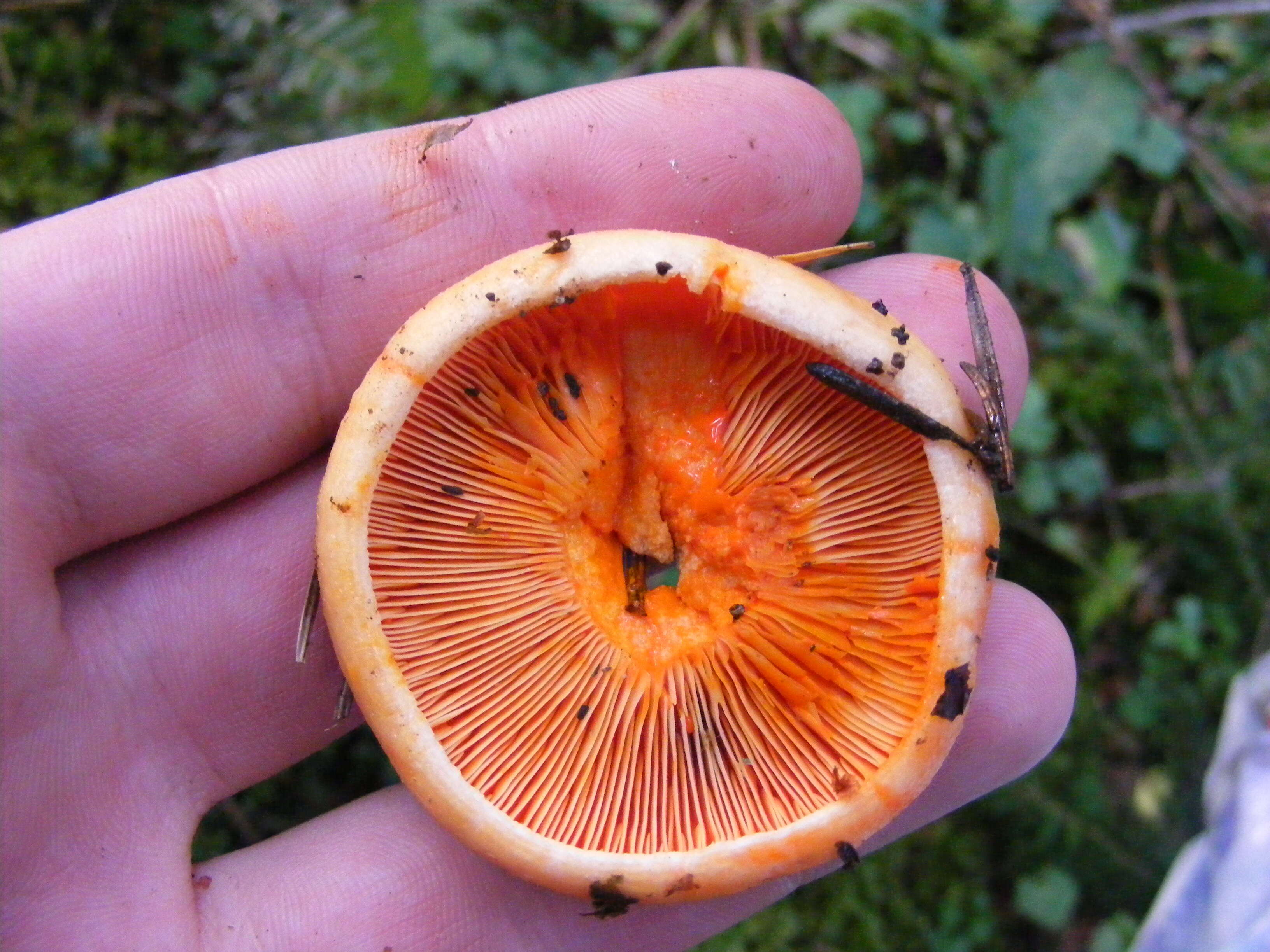 Imagem de Lactarius semisanguifluus R. Heim & Leclair 1950