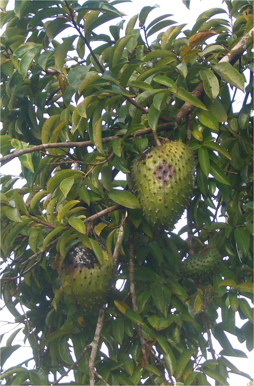 Image of soursop