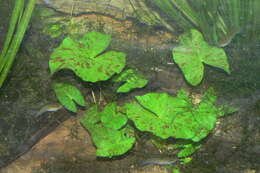 Image of Egyptian white water-lily