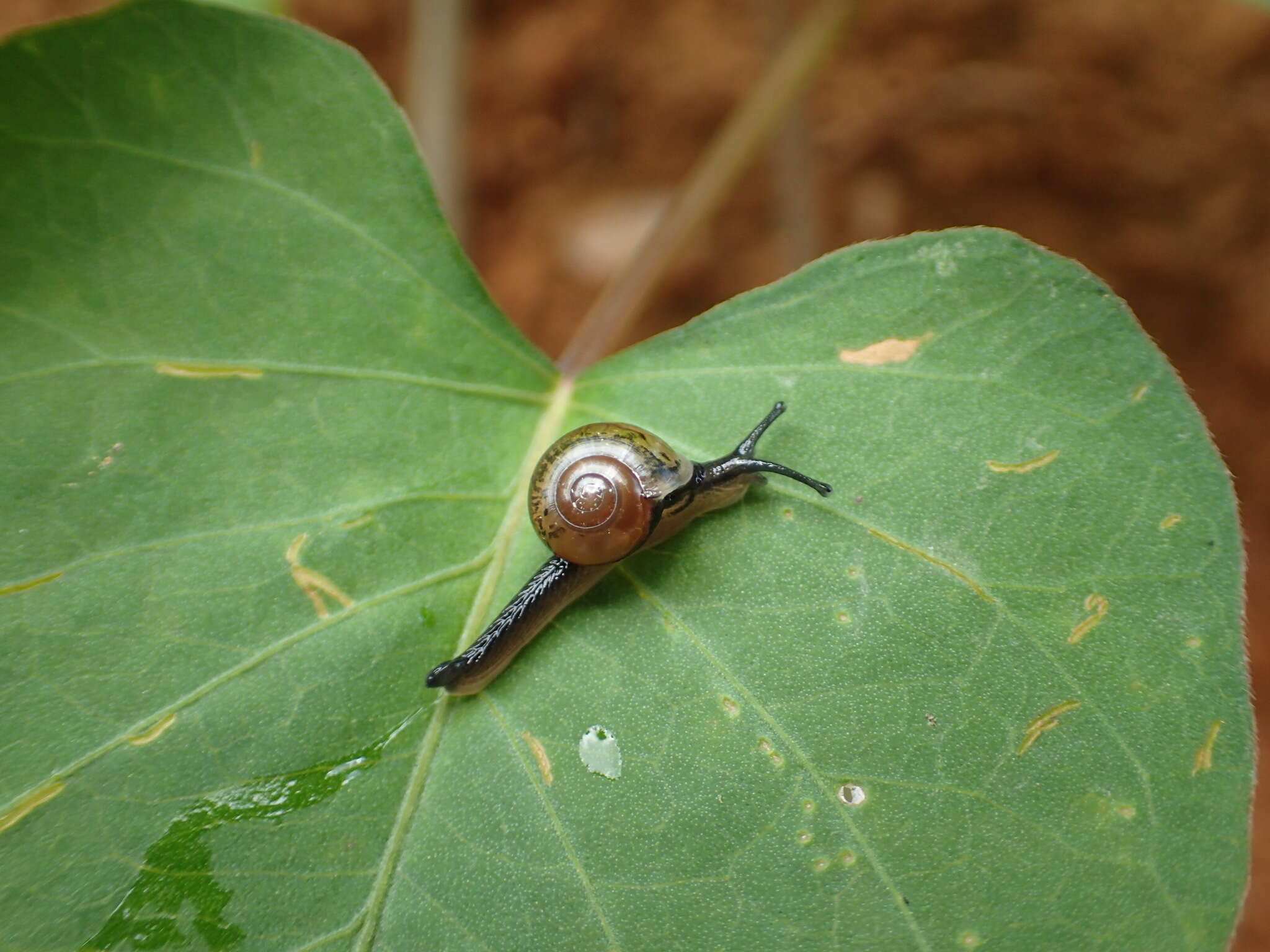 Image of Ovachlamys Habe 1946