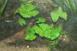 Image of Egyptian white water-lily