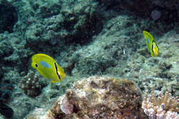 Image of Blue-dash Butterflyfish