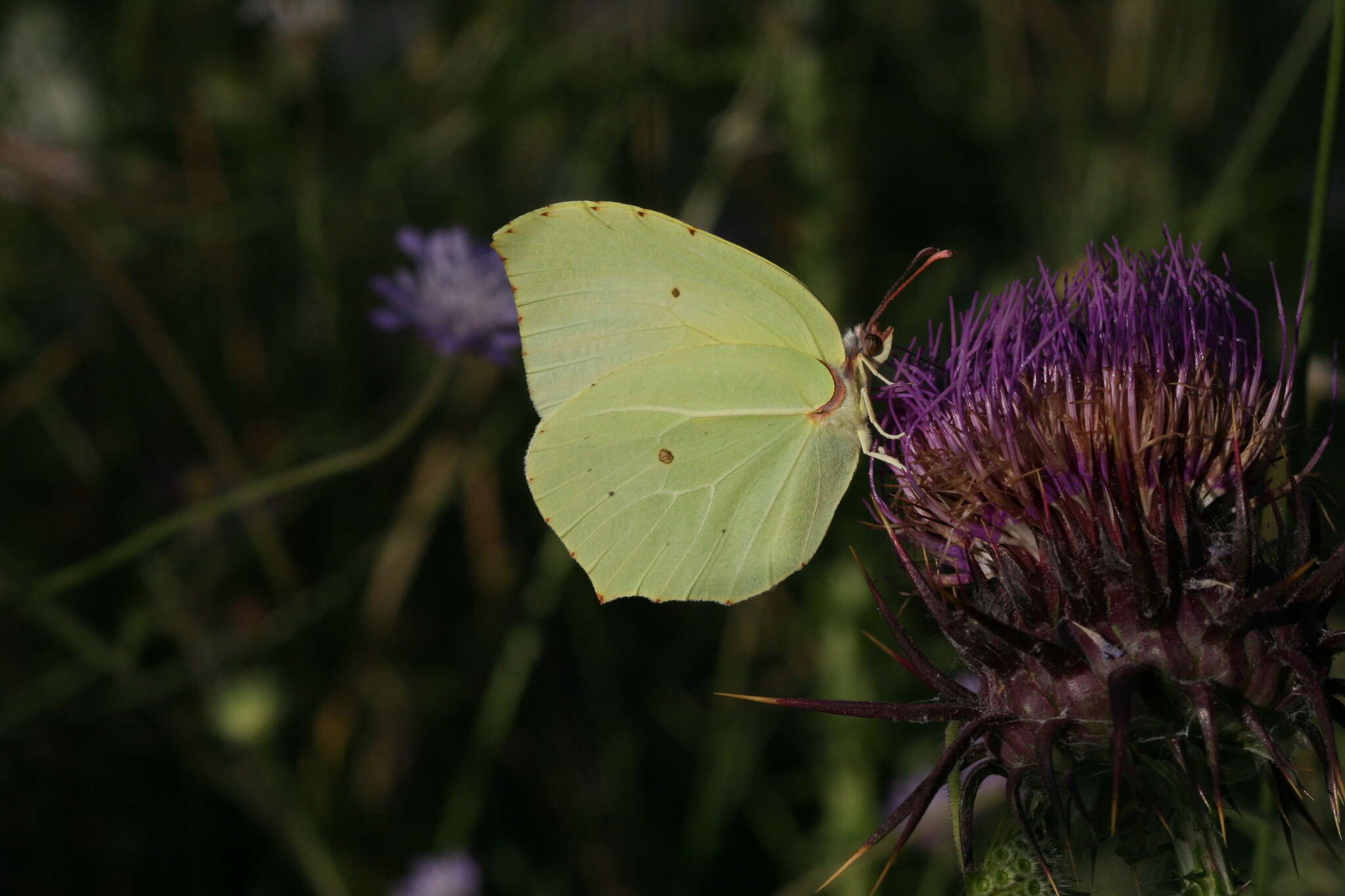 Image of Gonepteryx farinosa (Zeller 1847)