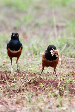 Image of Superb Starling