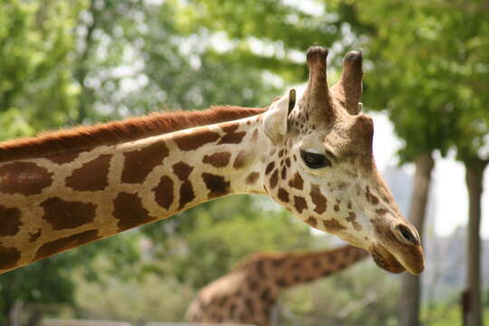 Image of Giraffe