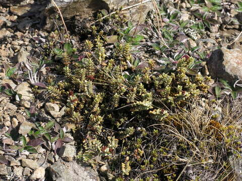 Image of Veronica pimeleoides subsp. pimeleoides