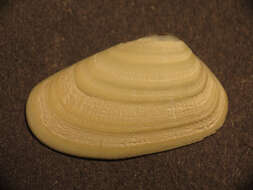 Image of Gould beanclam