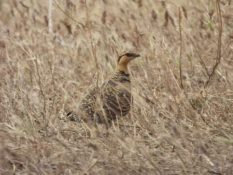 Image of Pin-tailed Sandgrouse