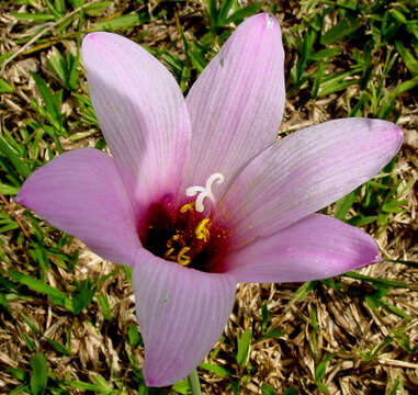 Imagem de Habranthus brachyandrus (Baker) Sealy