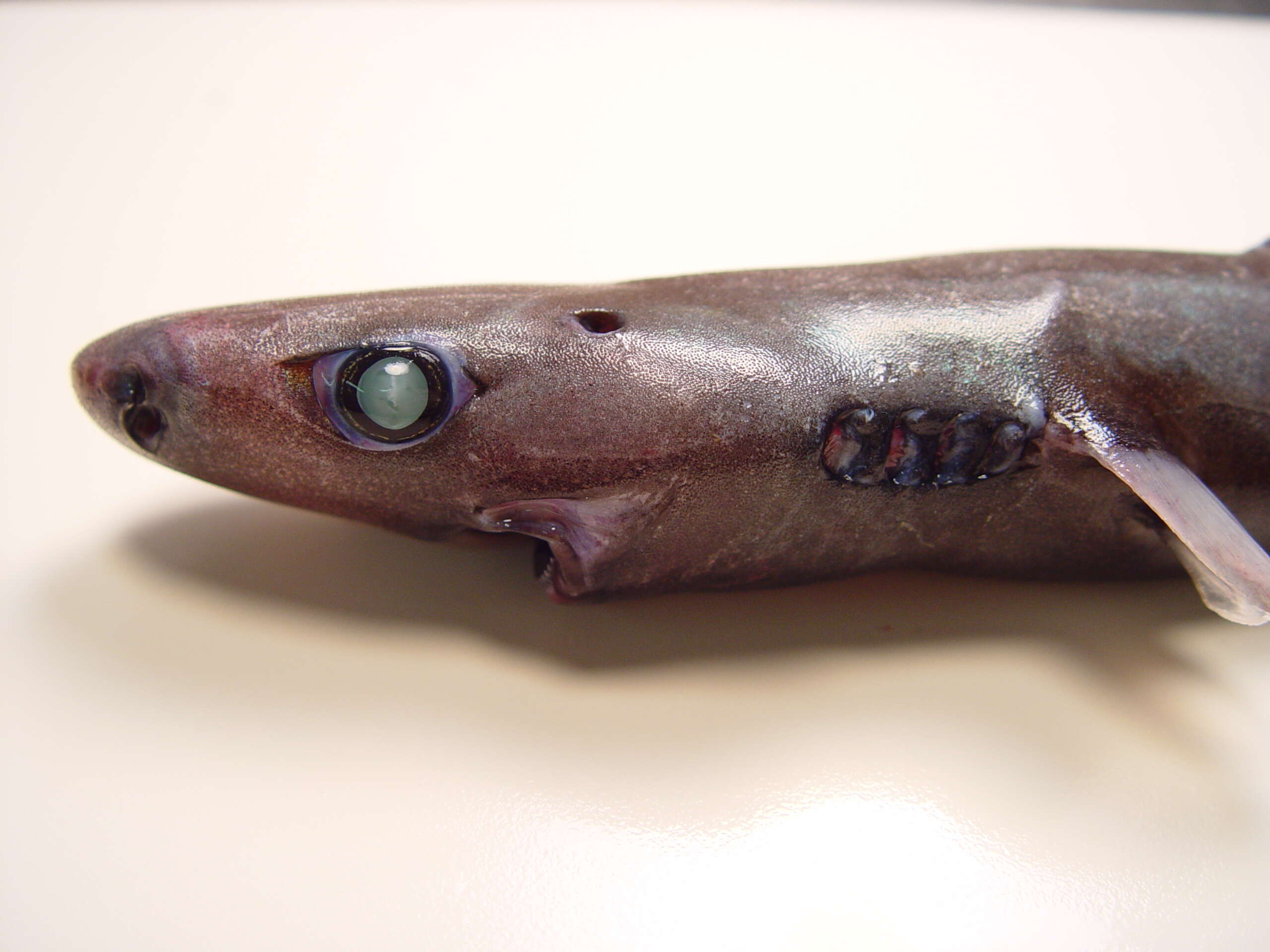 Image of Smooth Lanternshark