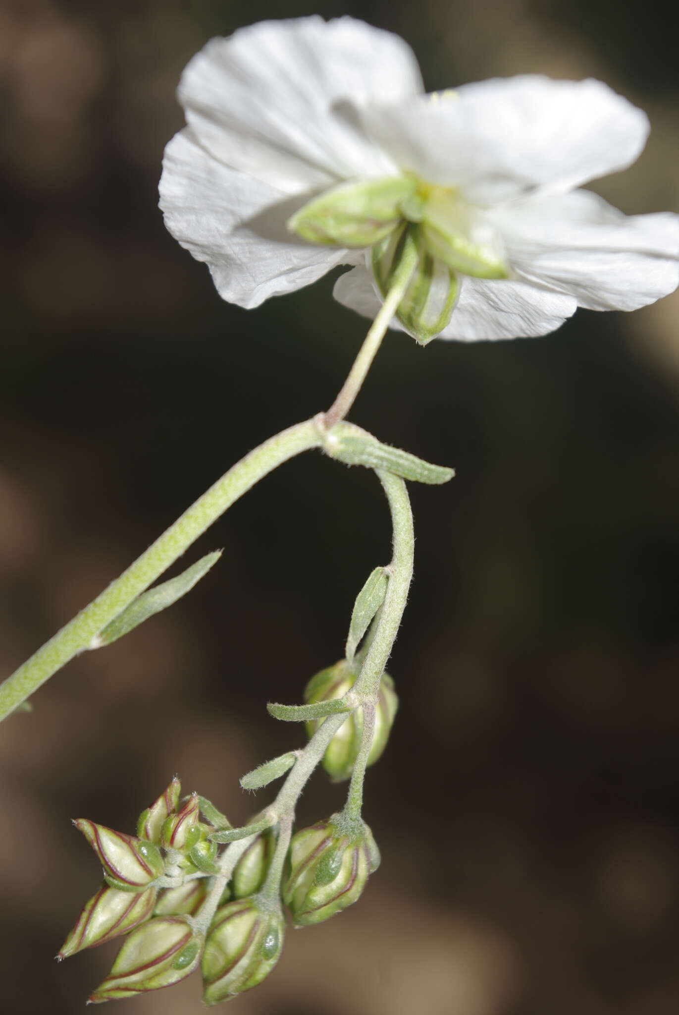 Sivun Helianthemum pergamaceum Pomel kuva