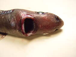 Image of Smooth Lanternshark