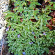 Douglasia gormanii Constance resmi