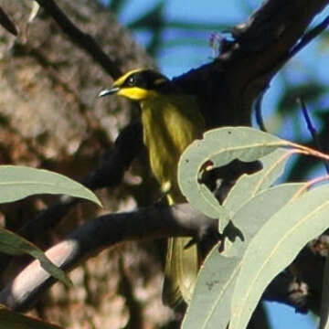 صورة Lichenostomus Cabanis 1851