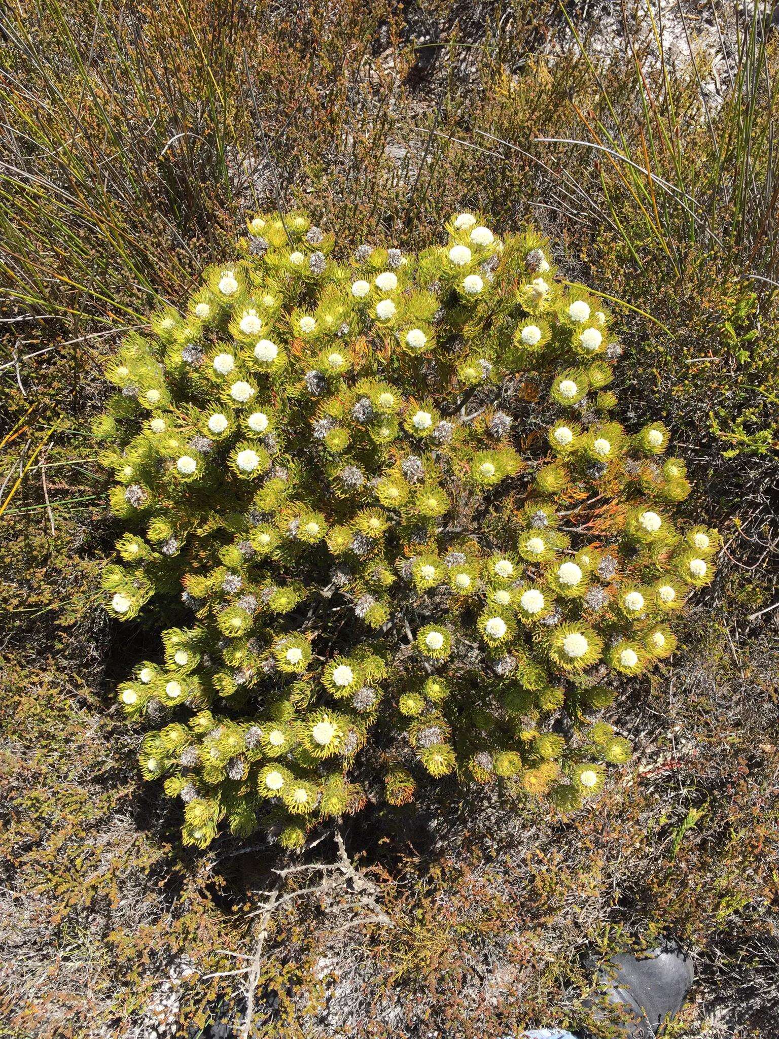 Imagem de Serruria villosa (Lam.) R. Br.