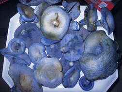 Lactarius indigo (Schwein.) Fr. 1838 resmi