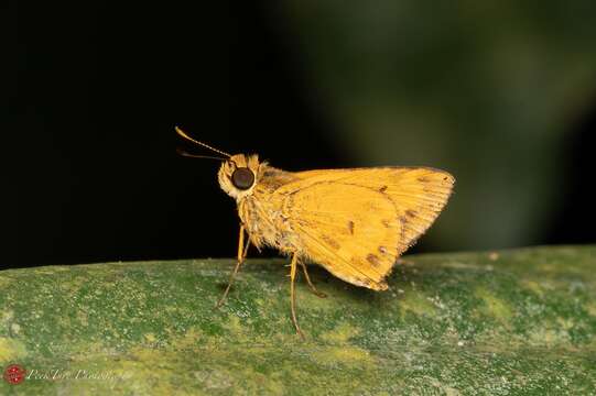 Image of Common Dartlet