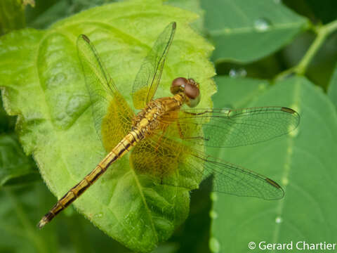 Image of Neurothemis intermedia (Rambur 1842)