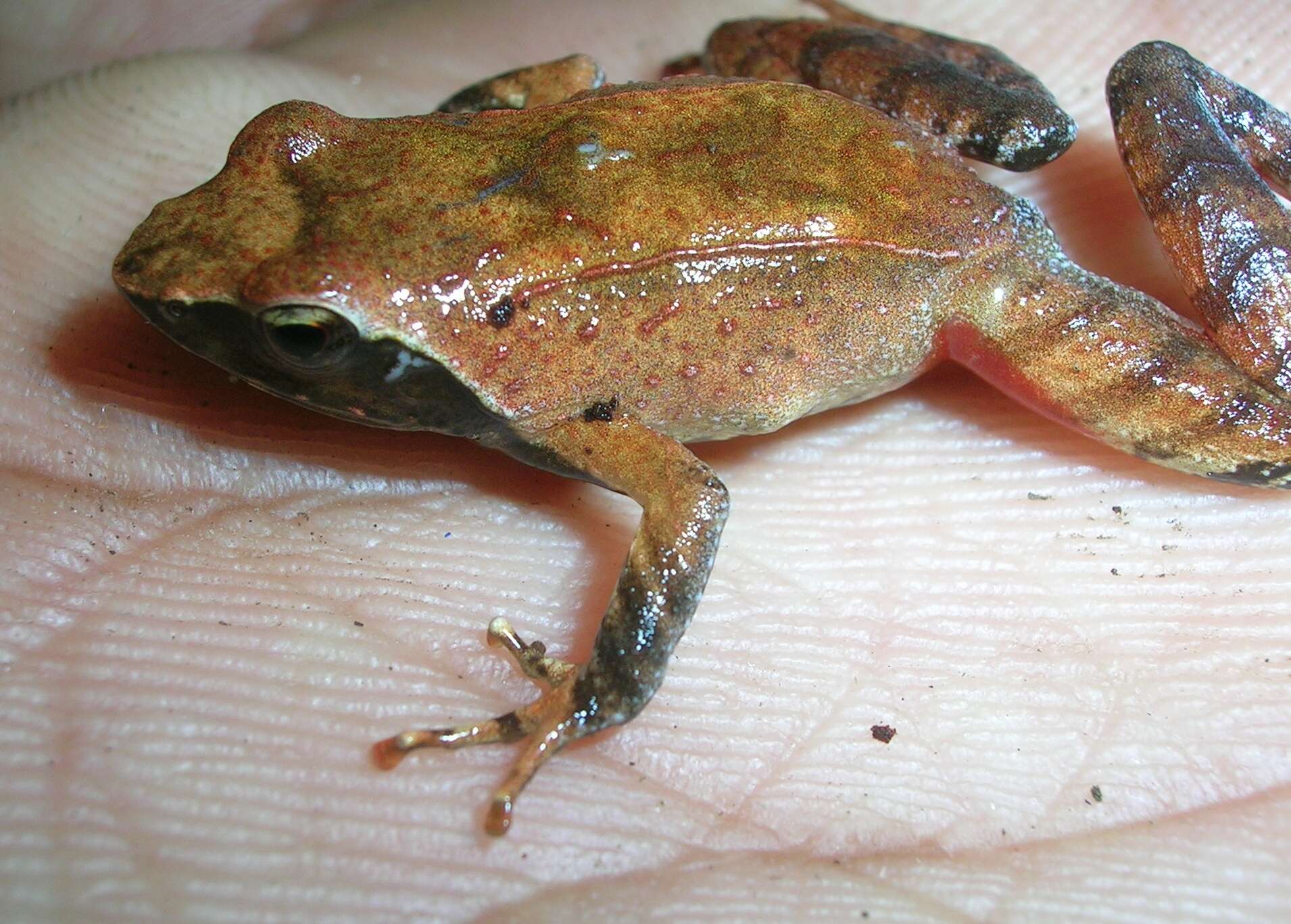 Image of Raorchestes signatus (Boulenger 1882)