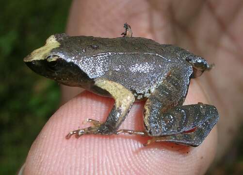 Image of Raorchestes Biju, Shouche, Dubois, Dutta & Bossuyt 2010