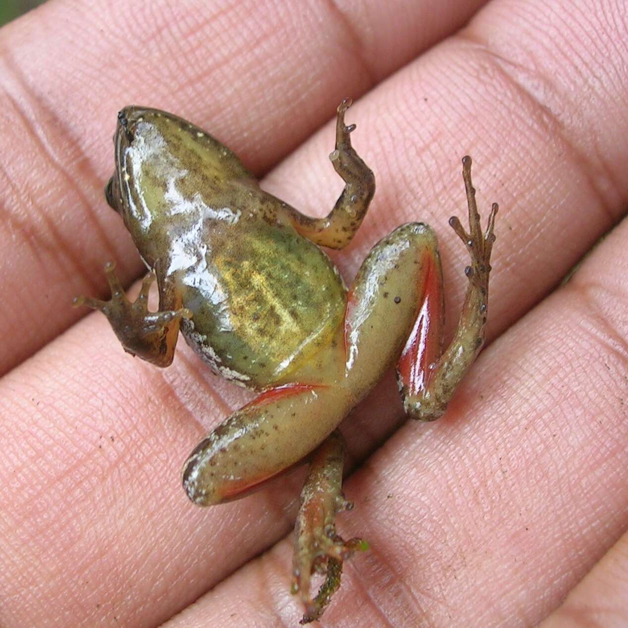 Image of Raorchestes signatus (Boulenger 1882)