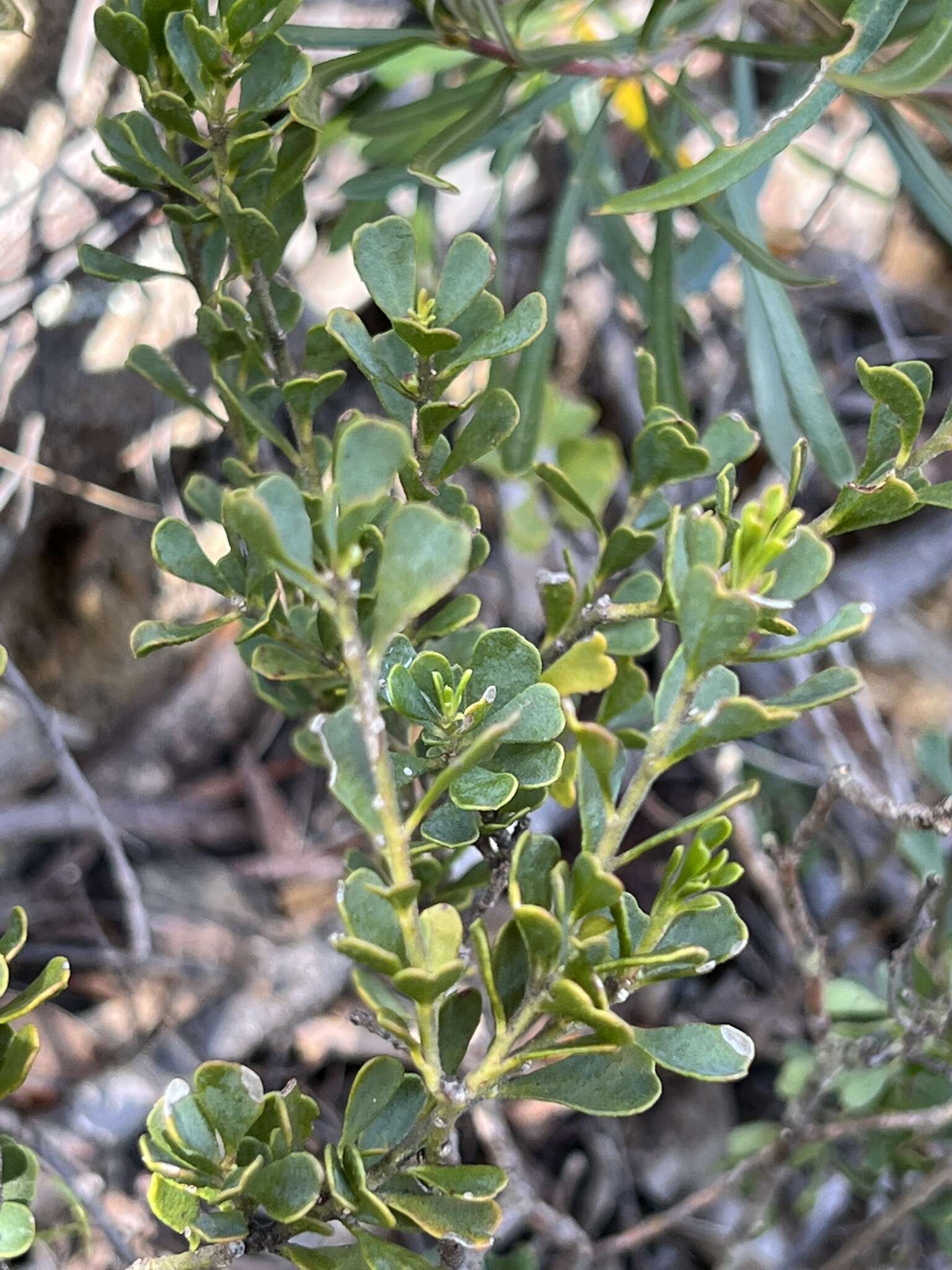 Image of Philotheca obovalis (A. Cunn.) Paul G. Wilson