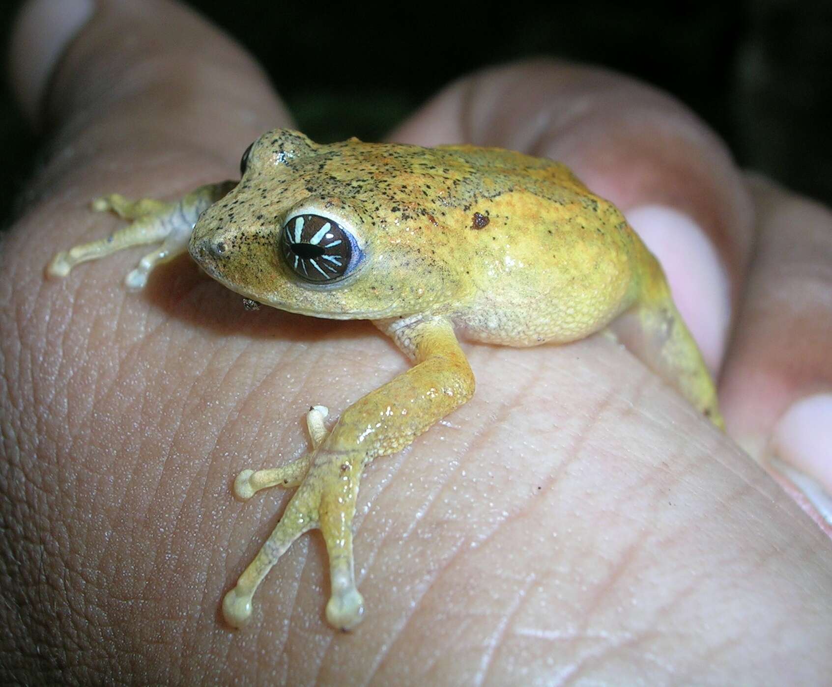 Image of Raorchestes signatus (Boulenger 1882)