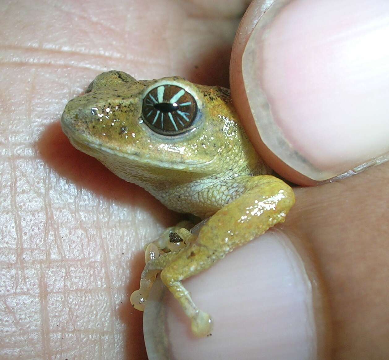 Image of Raorchestes signatus (Boulenger 1882)