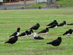 Image of South Island Oystercatcher