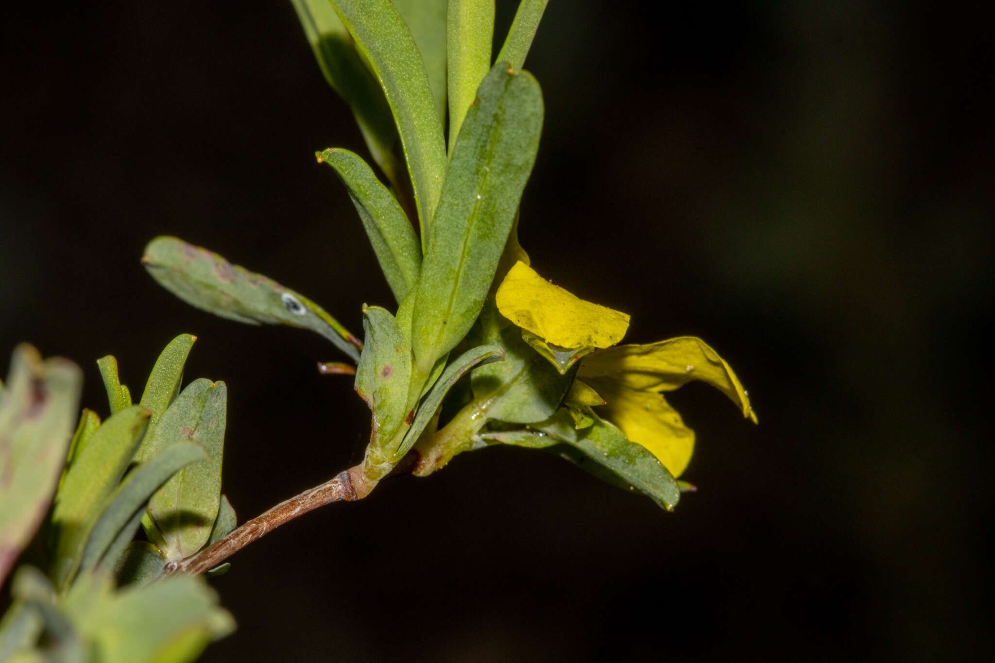 Image of Hibbertia glomerata subsp. ginginensis J. R. Wheeler