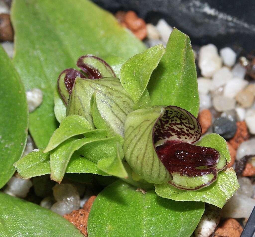 Image of Satyrium pumilum Thunb.