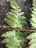 Sivun Dryopteris boottii (Tuckerm.) Underw. kuva