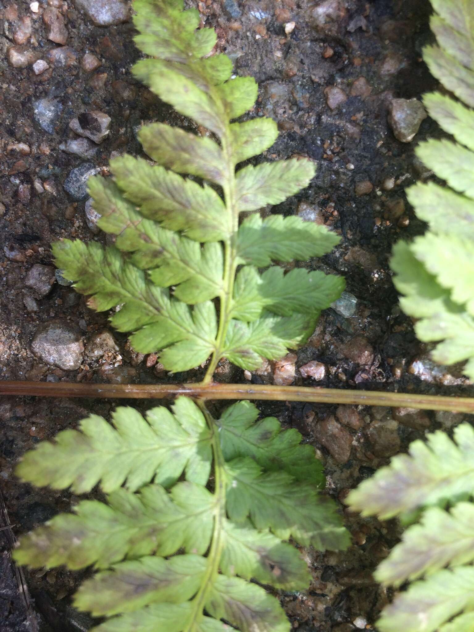 Sivun Dryopteris boottii (Tuckerm.) Underw. kuva