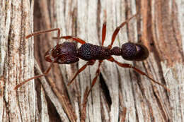 Image of Rhytidoponera scabrior Crawley 1925