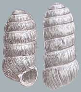 صورة Columella columella (G. von Martens 1830)