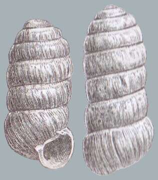 Image of Columella columella (G. von Martens 1830)