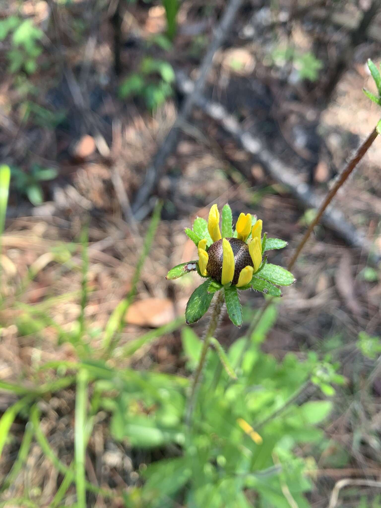 Image of blackeyed Susan