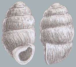 Image of Round-mouthed Whorl Snail