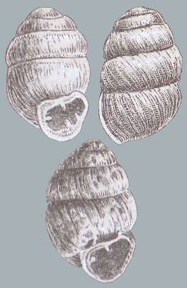 Image of Geyer's whorl snail