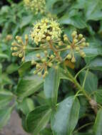 Image of Hedera rhombea (Miq.) Paul