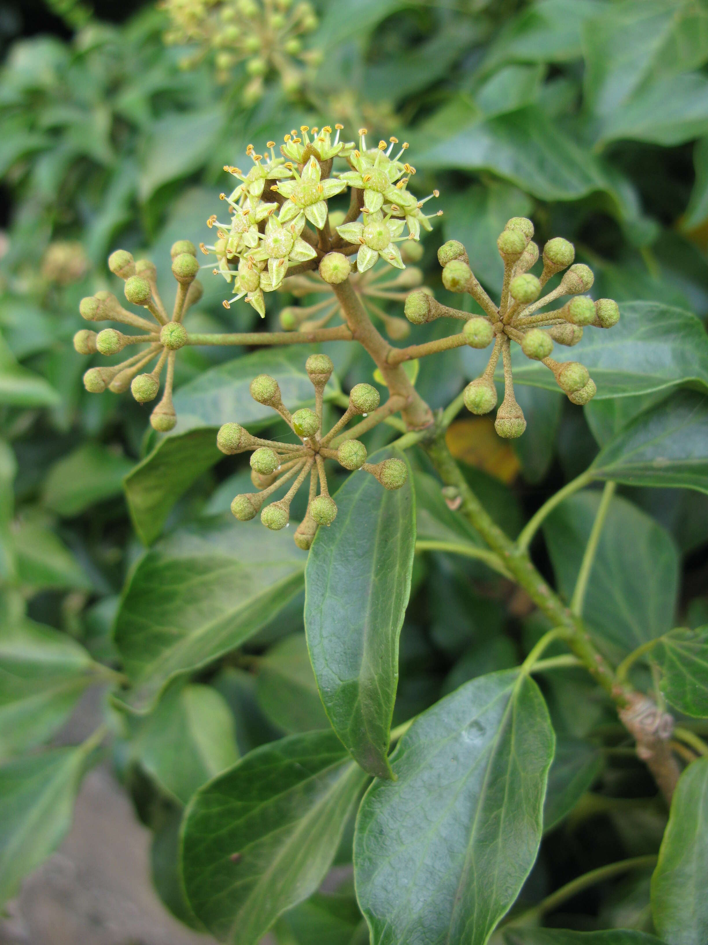 Image of Hedera rhombea (Miq.) Paul