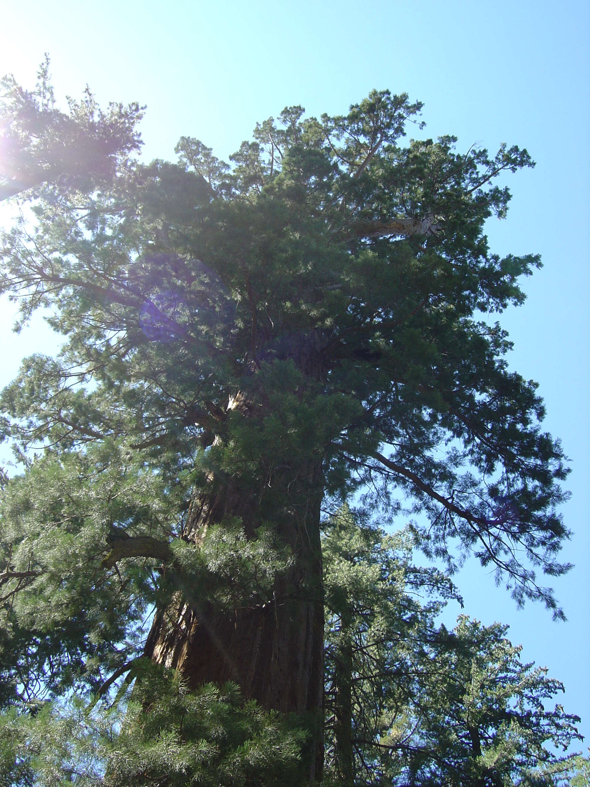 Image of giant sequoia