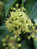 Image of Hedera rhombea (Miq.) Paul