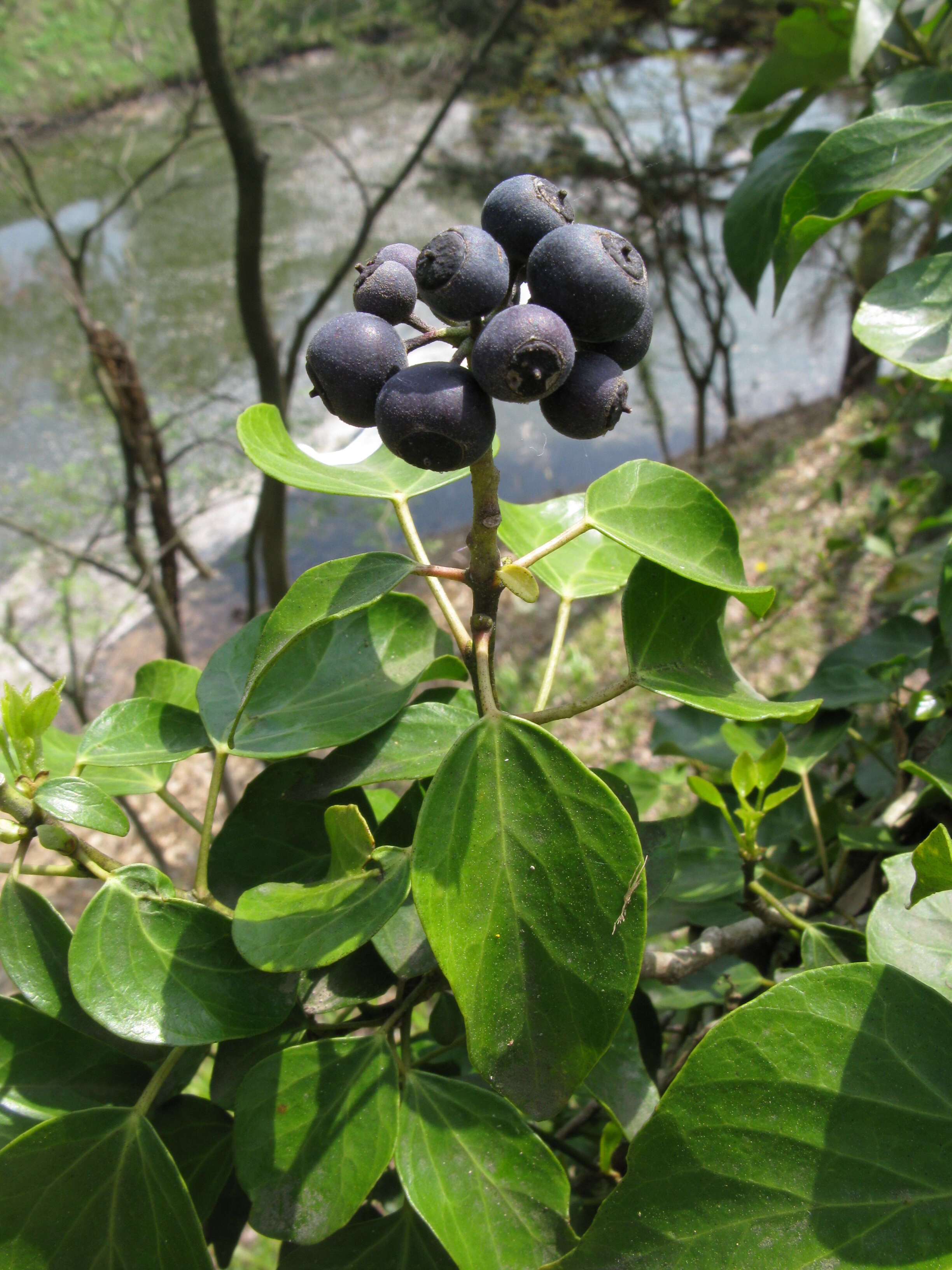 Image of Hedera rhombea (Miq.) Paul