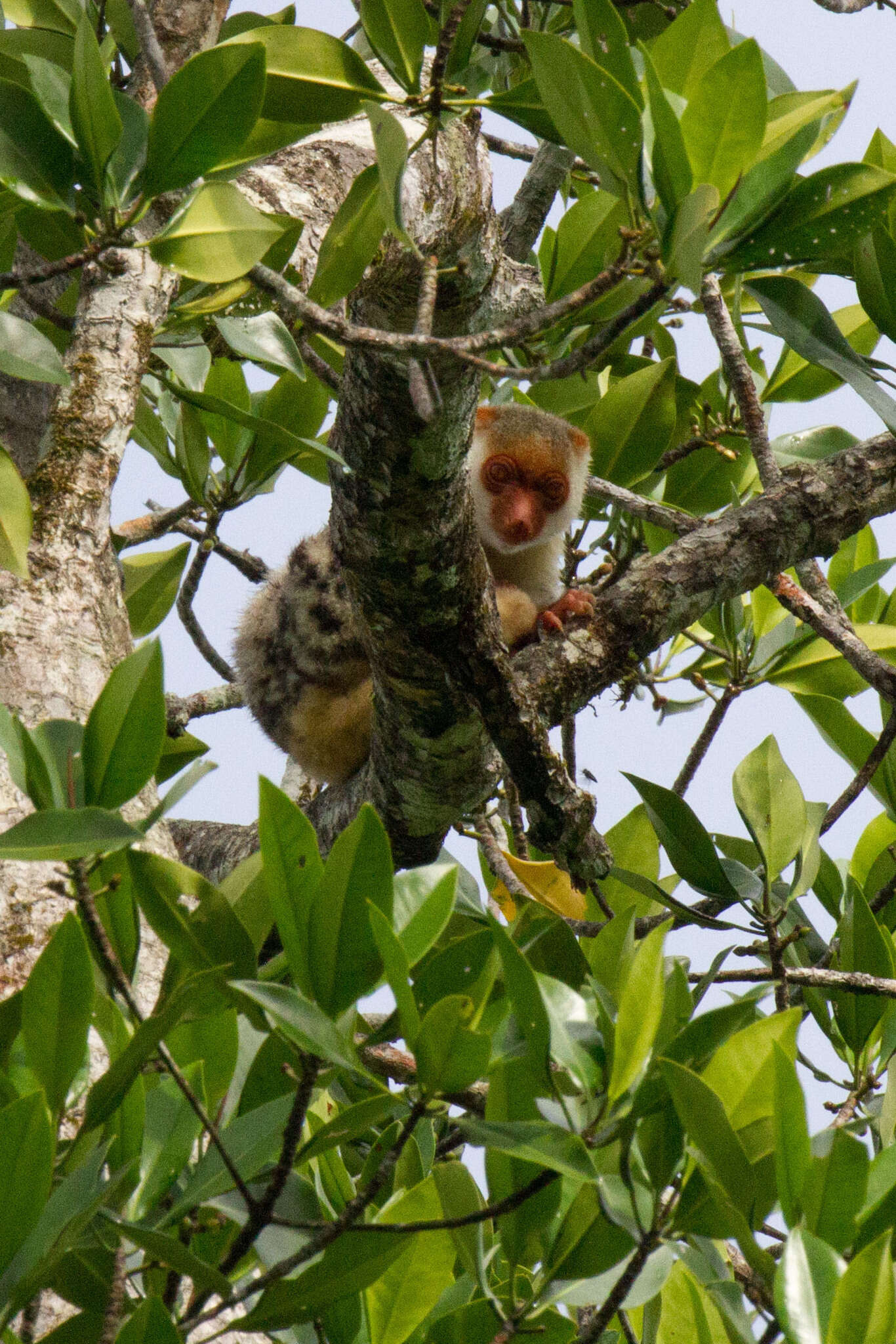 Image of Waigeo Cuscus