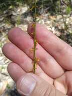 Image of Stackhousia viminea Sm.